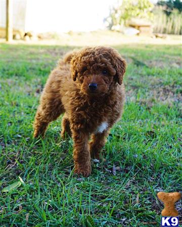 a golden retriever dog standing on grass