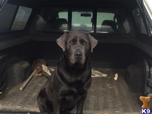 a labrador retriever dog sitting in a car