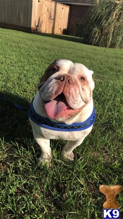 a english bulldog dog wearing a shirt