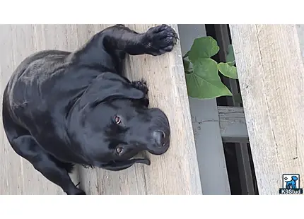 a black labrador retriever dog standing on a porch