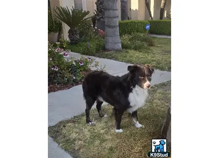 a miniature australian shepherd dog standing on grass