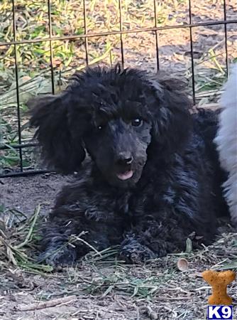 a black poodle dog lying in the dirt