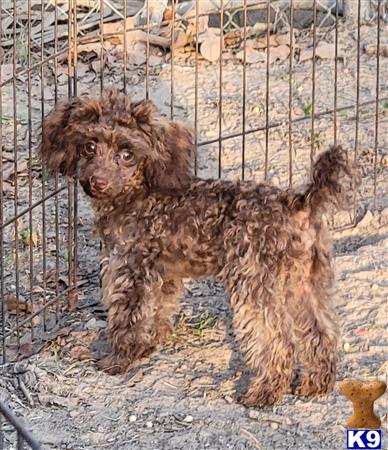 a poodle dog standing in a fenced area