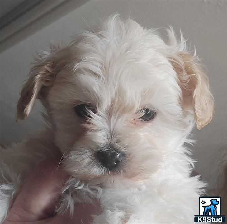 a poodle dog with a persons hand holding its face