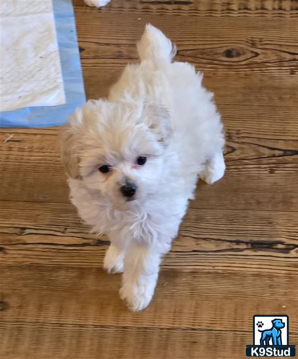 a poodle dog standing on its hind legs