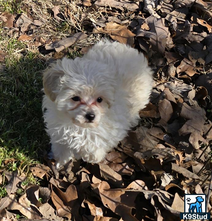 a white poodle dog in a pile of leaves