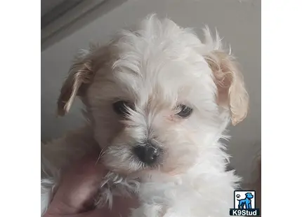 a poodle dog with a persons hand holding its face