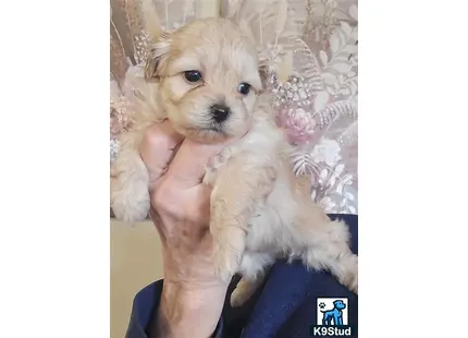 a person holding a poodle dog