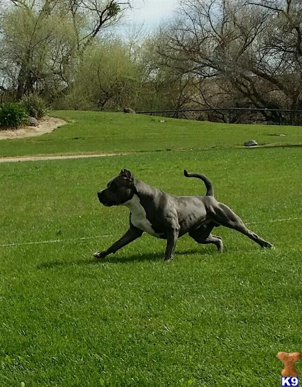 American Pit Bull stud dog