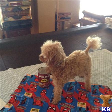 a poodle dog lying on a bed