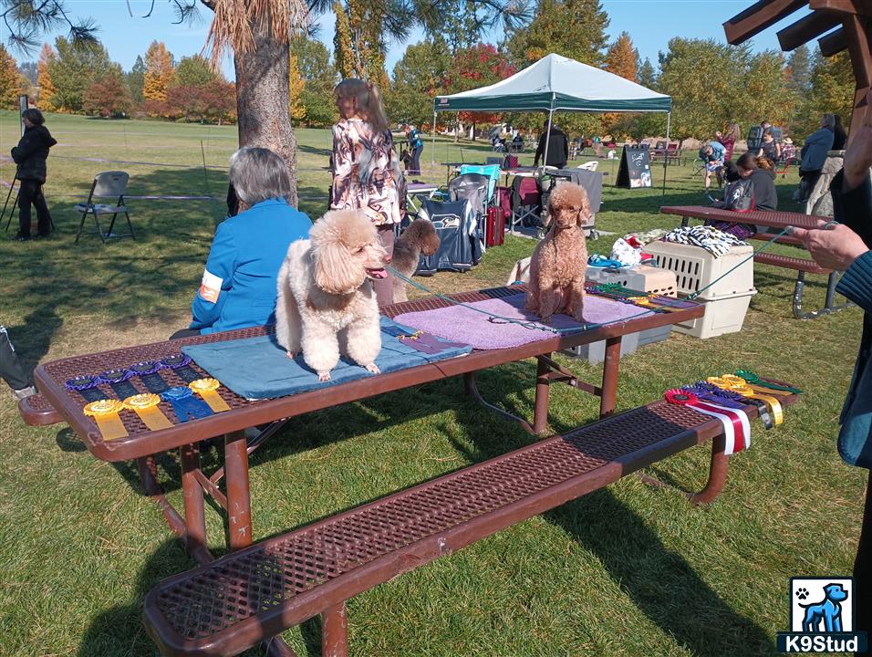 a group of poodle dogs sitting at a picnic table