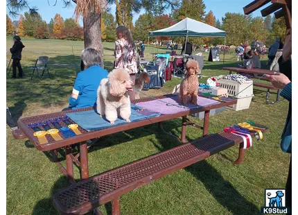 a group of poodle dogs sitting at a picnic table