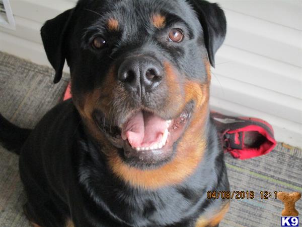 a rottweiler dog with its mouth open