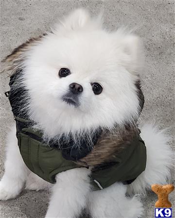 a pomeranian dog holding a stuffed animal