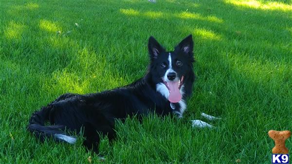 a border collie dog lying in the grass