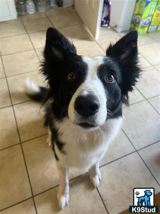 a black and white border collie dog
