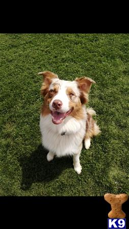 a australian shepherd dog sitting on grass