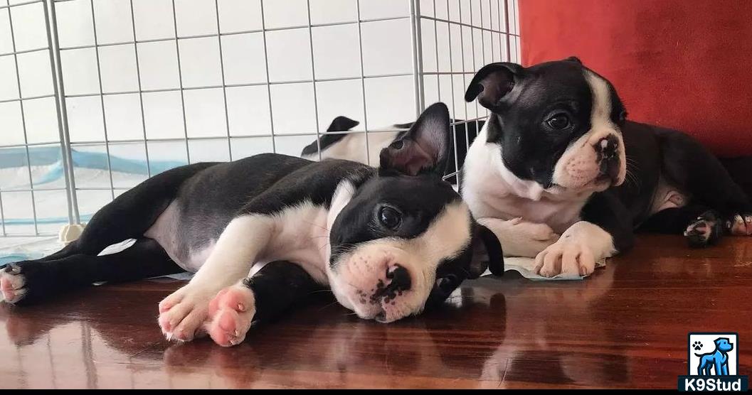 two boston terrier dogs lying on the floor