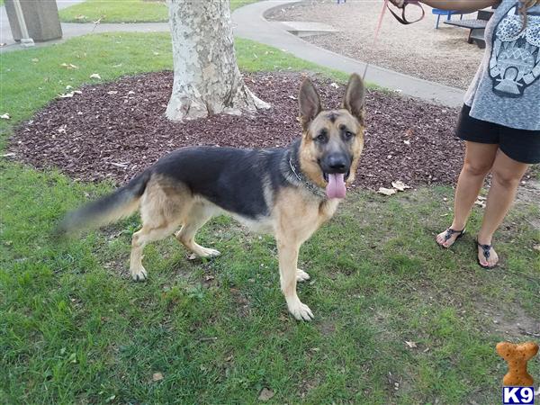 a german shepherd dog sitting on grass