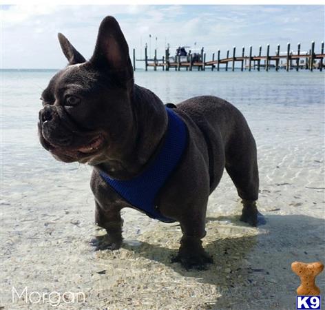 a french bulldog dog wearing a blue shirt