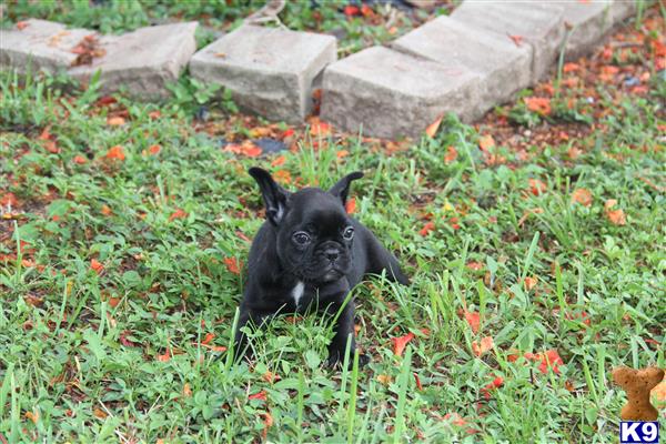a small black french bulldog dog in the grass