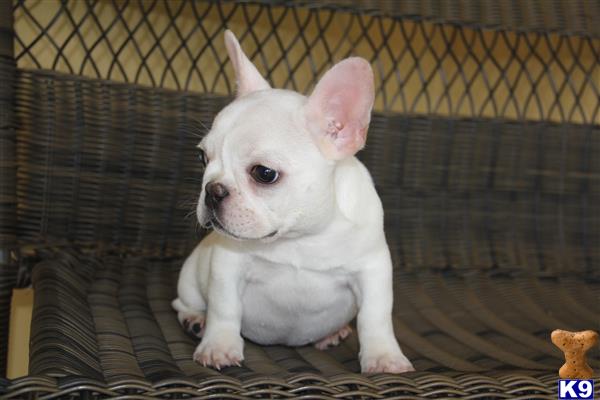 a small white french bulldog dog