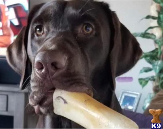 a labrador retriever dog with a banana in its mouth