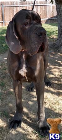 a large brown great dane dog