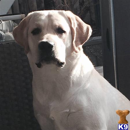 a labrador retriever dog looking at the camera