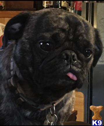 a black pug dog with its tongue out