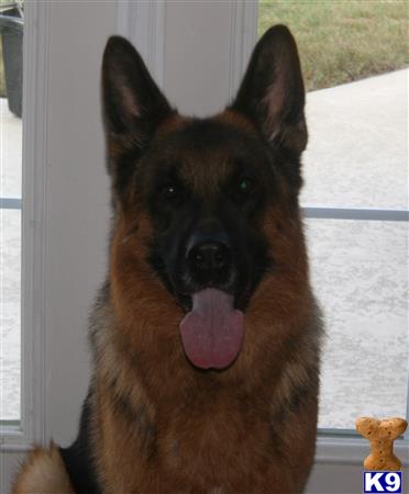 a german shepherd dog with its tongue out