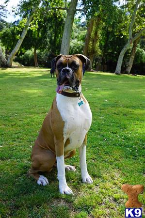 a boxer dog sitting in the grass