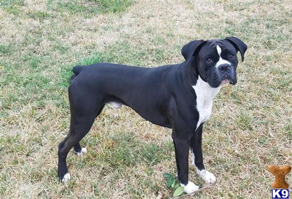 a black and white boxer dog