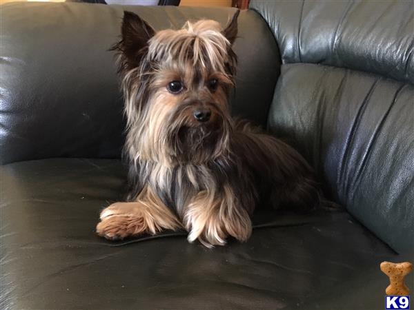 a yorkshire terrier dog sitting on a couch