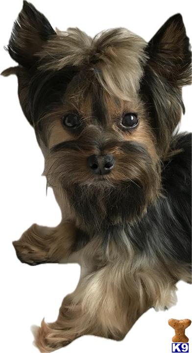 a yorkshire terrier dog with a wig