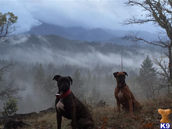 two boxer dogs sitting on a hill