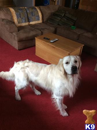 a golden retriever dog standing on a red carpet