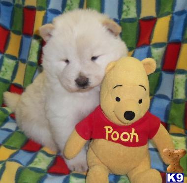 a chow chow dog and a stuffed bear