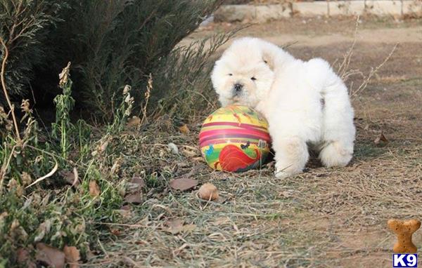 a chow chow dog sitting next to a toy