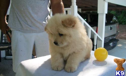 a chow chow dog sitting on a table