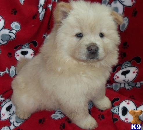 a chow chow dog sitting on a couch