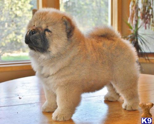 a couple of chow chow dogs sitting on a table looking out a window