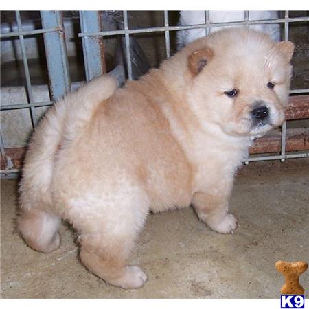 a chow chow dog standing on its hind legs