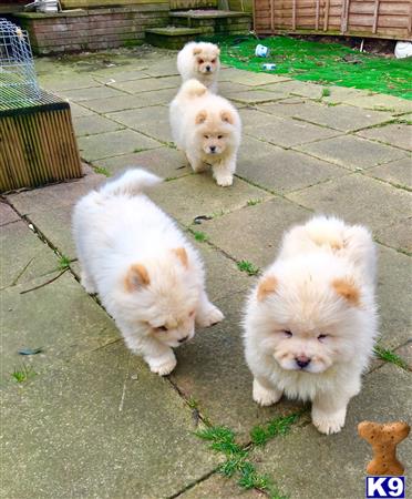 a group of white chow chow dogs