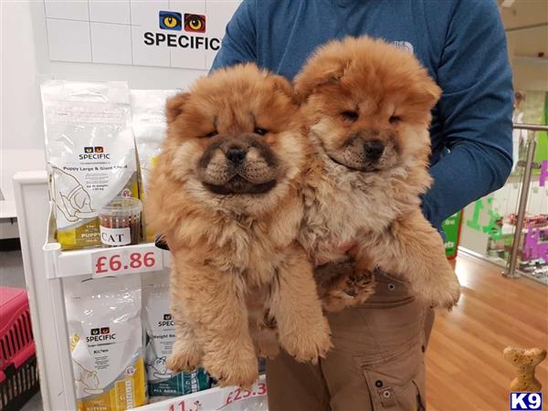 two chow chow dogs sitting on a table