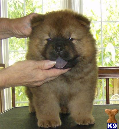 a person holding a chow chow dog