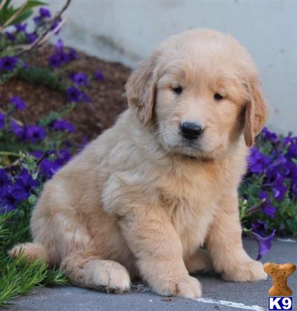 a golden retriever puppy sitting on a rock
