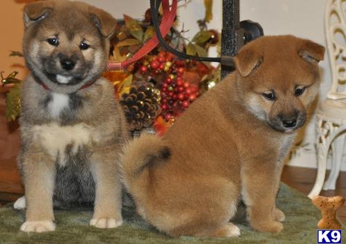 two shiba inu dogs sitting next to each other