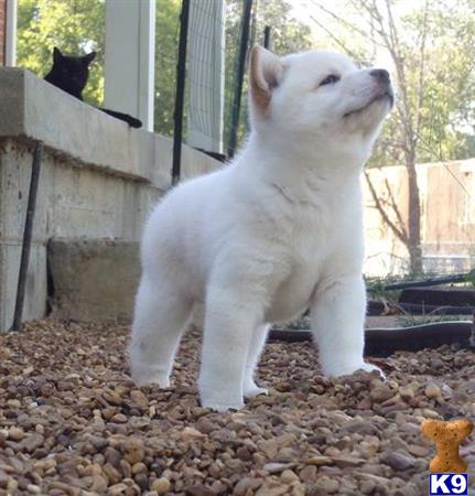 a white shiba inu dog standing on gravel