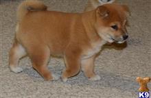 Shiba Inu Puppies For Sale In Florida